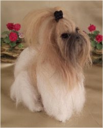Playscale Sized Lhasa Apso Sitting